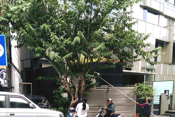 唐青古物商